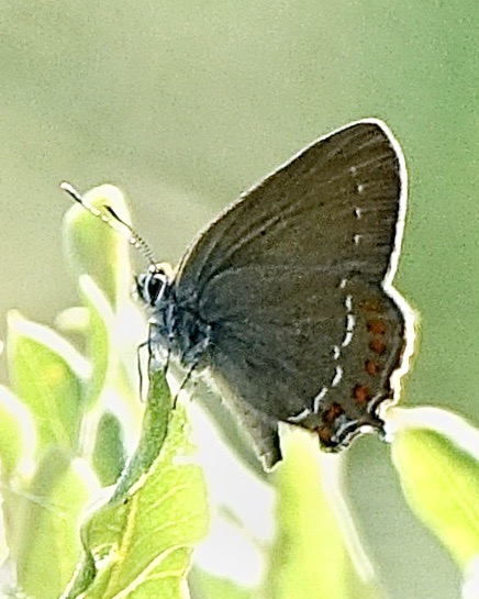 sloe hairstreak